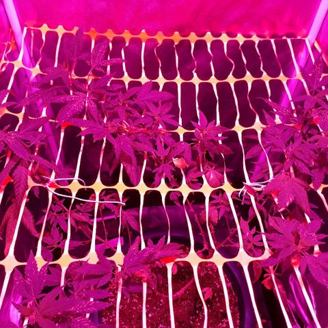 Sami growlog timeline photo