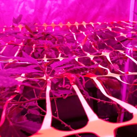 Sami growlog timeline photo
