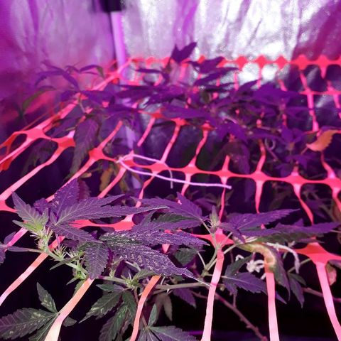 Sami growlog timeline photo