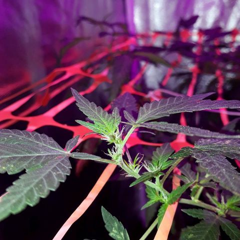 Sami growlog timeline photo