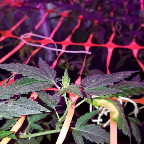 Sami growlog timeline photo