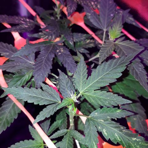 Sami growlog timeline photo