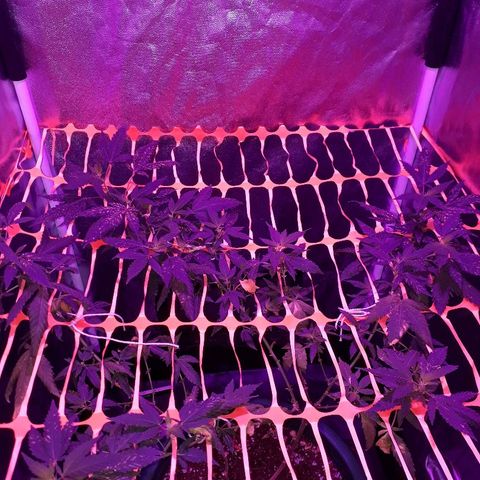 Sami growlog timeline photo