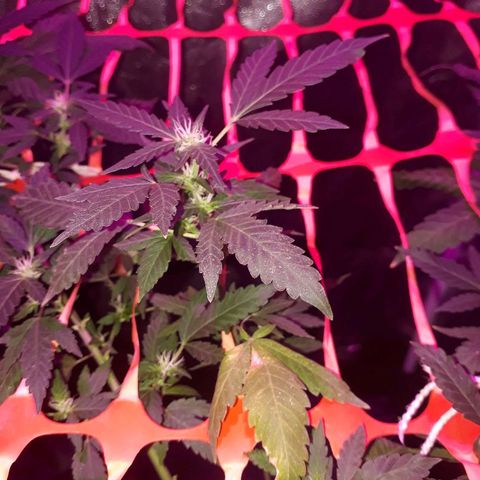 Sami growlog timeline photo