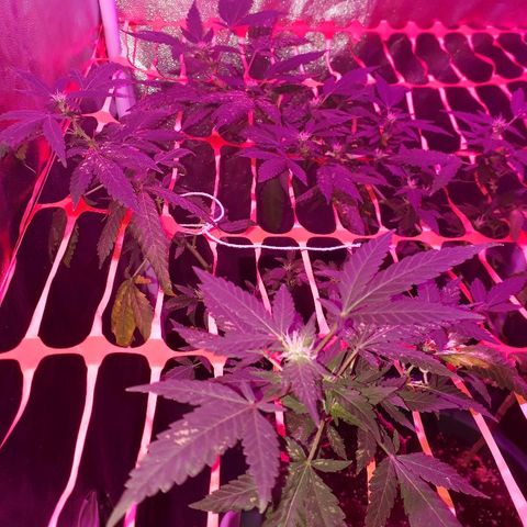 Sami growlog timeline photo