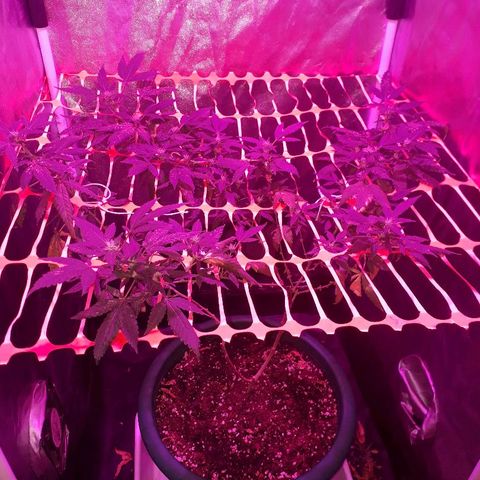 Sami growlog timeline photo