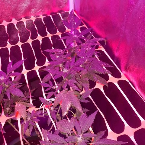 Sami growlog timeline photo