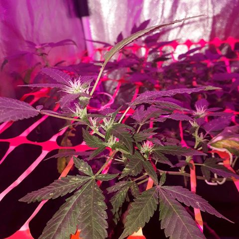 Sami growlog timeline photo
