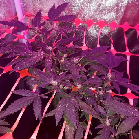 Sami growlog timeline photo