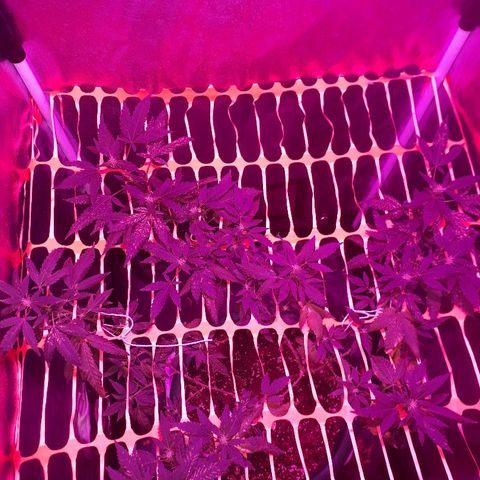 Sami growlog timeline photo