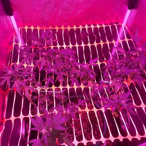 Sami growlog timeline photo