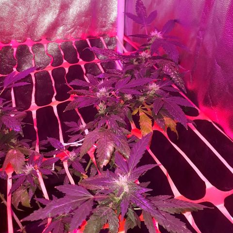 Sami growlog timeline photo