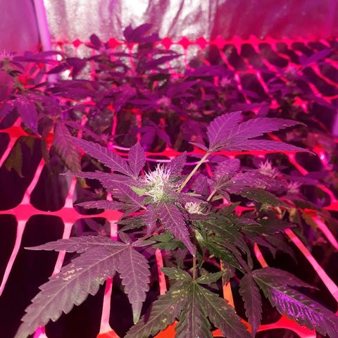 Sami growlog timeline photo