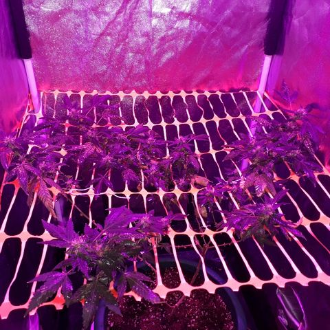 Sami growlog timeline photo