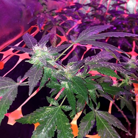 Sami growlog timeline photo