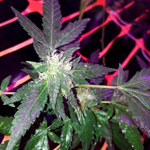 Sami growlog timeline photo