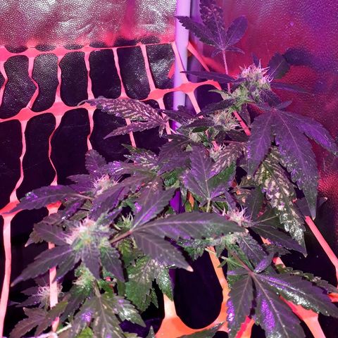 Sami growlog timeline photo