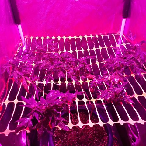 Sami growlog timeline photo