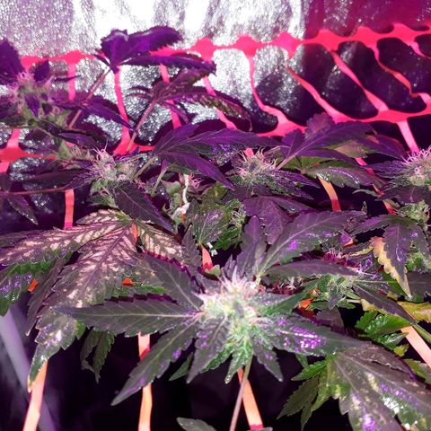 Sami growlog timeline photo