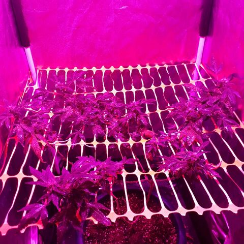 Sami growlog timeline photo