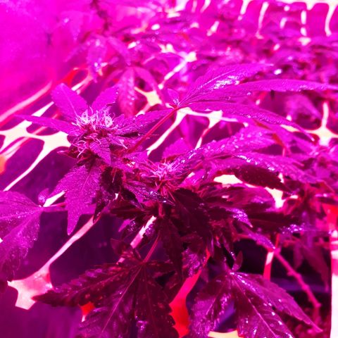 Sami growlog timeline photo