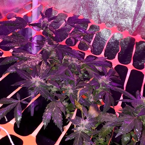 Sami growlog timeline photo