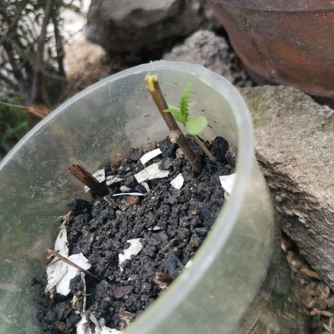Local Bud growlog photo: 3rd day seedling.