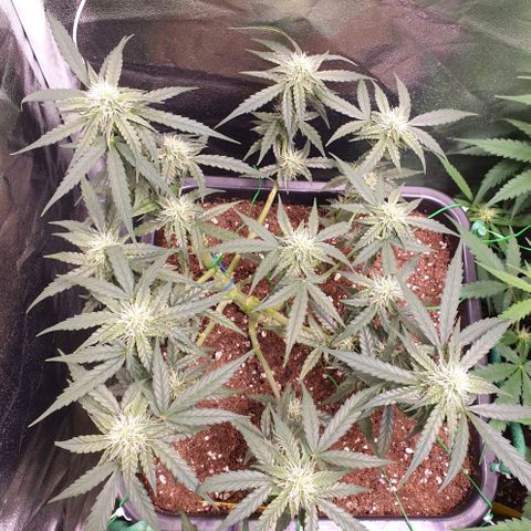 F1 Epsilon RQS growlog timeline photo