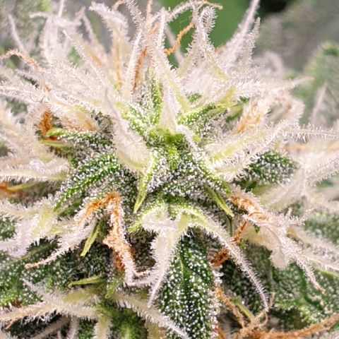 F1 Epsilon RQS growlog timeline photo