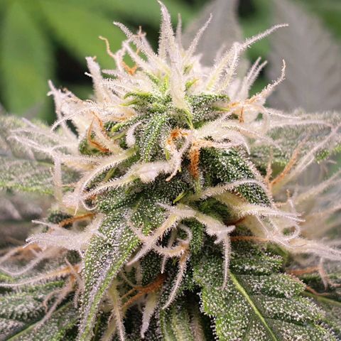 F1 Epsilon RQS growlog timeline photo