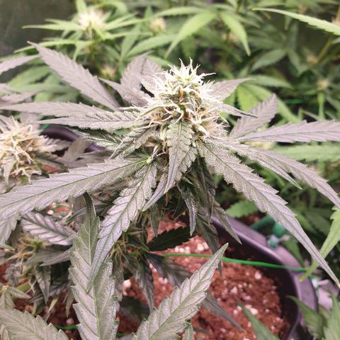 F1 Epsilon RQS growlog timeline photo