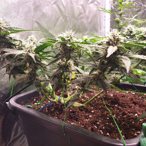 F1 Epsilon RQS growlog timeline photo