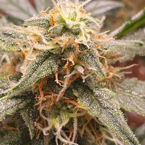 F1 Epsilon RQS growlog timeline photo