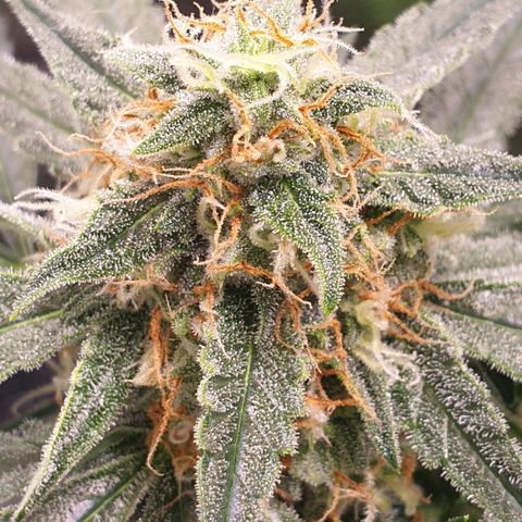 F1 Epsilon RQS growlog timeline photo