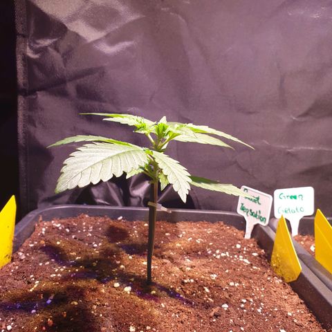 Sweet Zenzation XL Auto growlog timeline photo