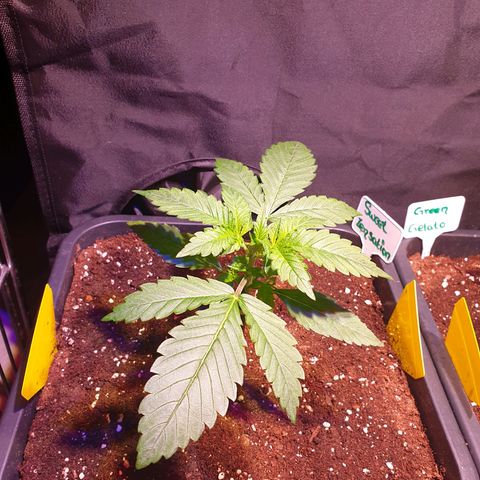 Sweet Zenzation XL Auto growlog timeline photo