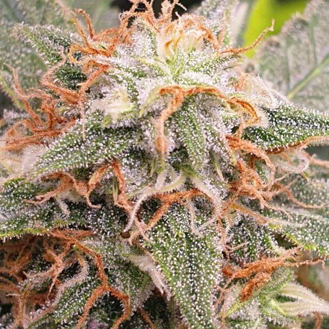 F1 Epsilon RQS growlog timeline photo