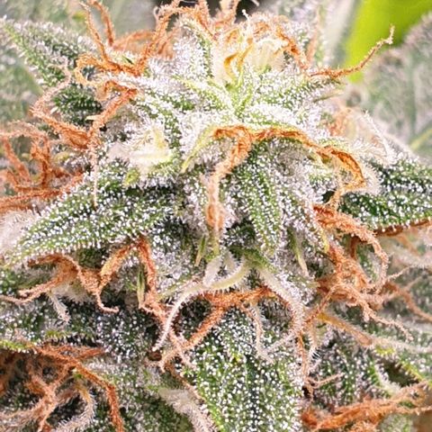 F1 Epsilon RQS growlog timeline photo