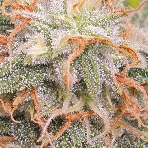 F1 Epsilon RQS growlog timeline photo