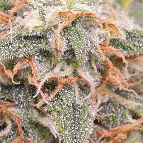 F1 Epsilon RQS growlog timeline photo
