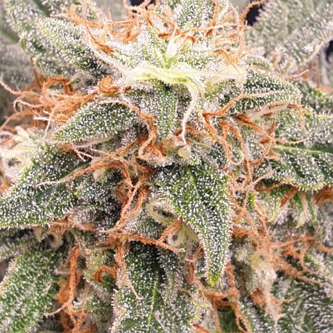 F1 Epsilon RQS growlog timeline photo