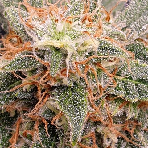 F1 Epsilon RQS growlog timeline photo