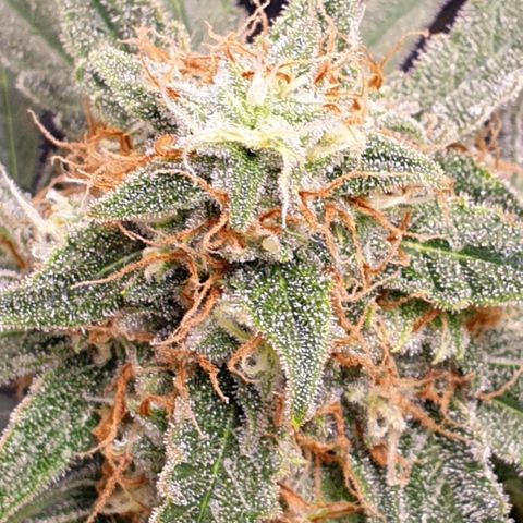 F1 Epsilon RQS growlog timeline photo