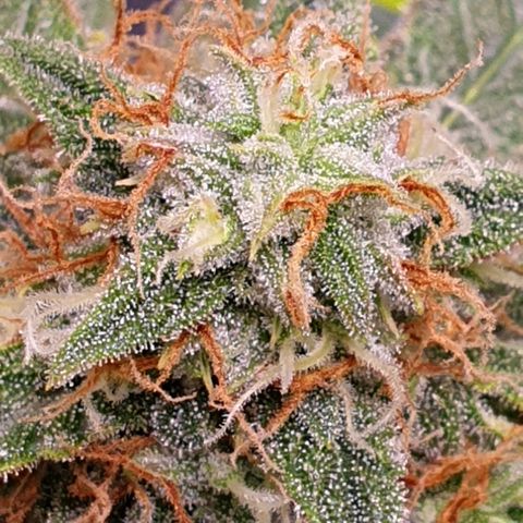 F1 Epsilon RQS growlog timeline photo