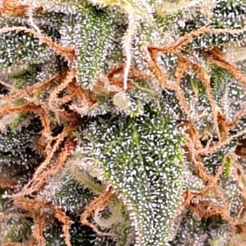 F1 Epsilon RQS growlog timeline photo