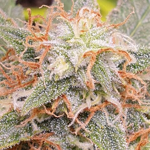 F1 Epsilon RQS growlog timeline photo
