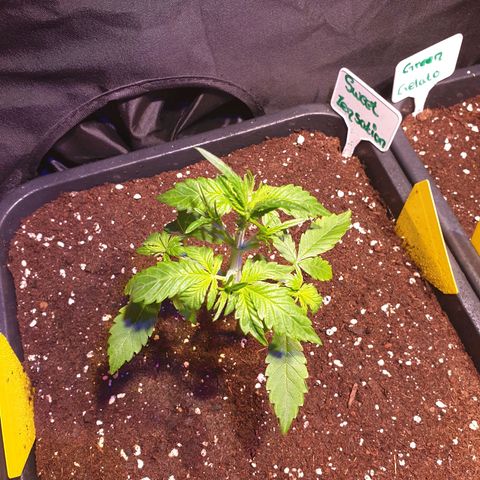Sweet Zenzation XL Auto growlog photo: Alle großen Laubblätter entfernt