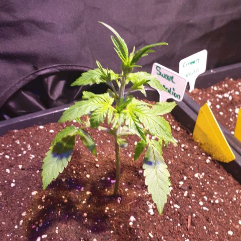 Sweet Zenzation XL Auto growlog photo: Alle großen Laubblätter entfernt