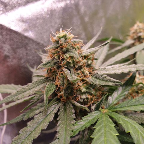 F1 Epsilon RQS growlog timeline photo