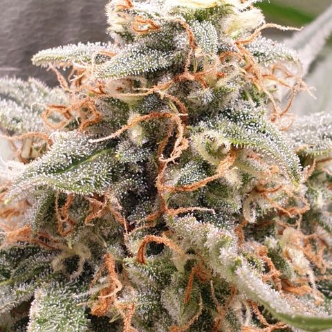 F1 Epsilon RQS growlog timeline photo